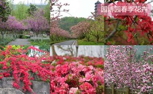2月3月重庆市内春季赏花踏青地推荐 重庆市内也有花