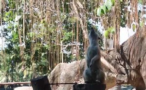 巴厘岛旅游_巴厘岛野生动物园
