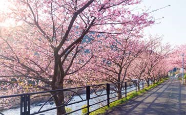 伊豆河津町樱花祭-重庆到日本赏樱旅游