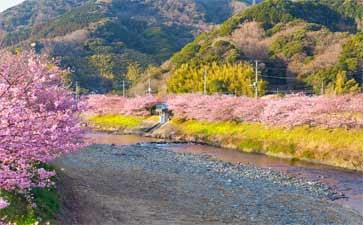 伊豆河津町樱花祭-重庆到日本赏樱旅游
