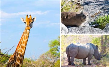 南非·野生动物1-重庆中国青年旅行社