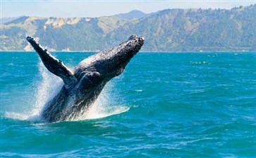 澳洲·海豚岛出海赏鲸-重庆青年旅行社
