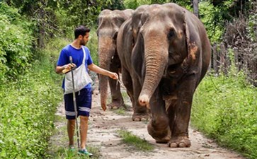 泰国清迈大象训练营-重庆自驾游