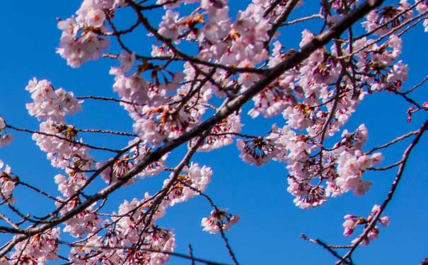 23月重庆市内春季赏花踏青地推荐:南山植物园樱花