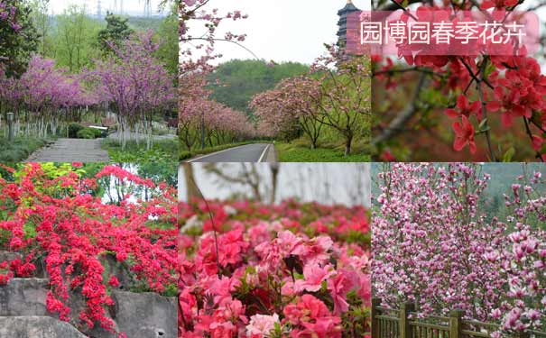 23月重庆市内春季赏花踏青地推荐:重庆园博园
