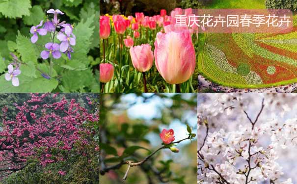 23月重庆市内春季赏花踏青地推荐:重庆花卉园