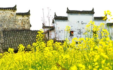 婺源油菜花旅游-重庆中国青年旅行社
