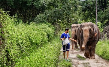 清迈大象训练营-重庆到清迈拜县清莱旅游线路