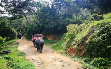 骑大象-泰国旅游-重庆中青旅