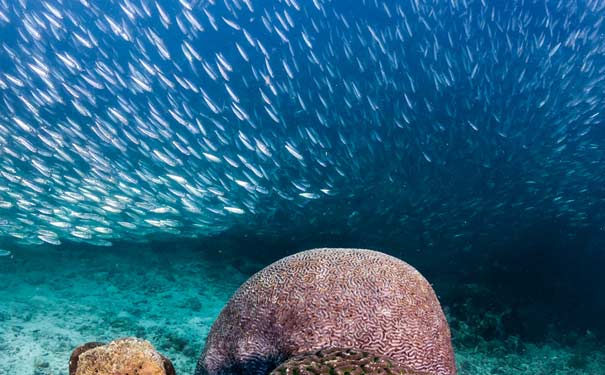 东南亚海岛旅游潜水:菲律宾宿务沙丁鱼风暴