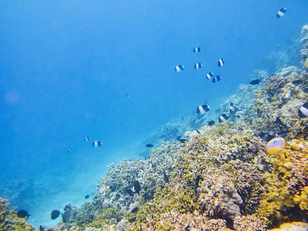 马尔代夫旅游如何选岛：浮潜型海岛神仙珊瑚岛