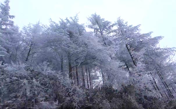 重庆周边旅游赏雪滑雪地推荐：巫山梨子坪雪景