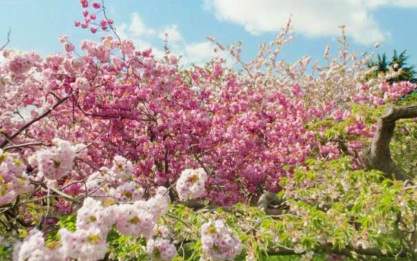 重庆周边旅游：垫江牡丹樱花世界