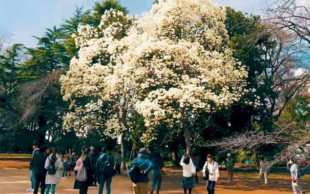 日本旅游：新宿御苑樱花