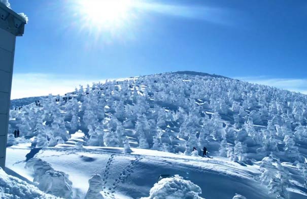 冬季旅游十大国家推荐：北海道藏王冰树