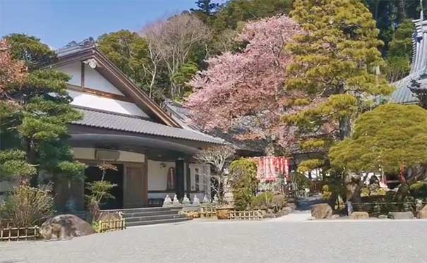日本旅游赏樱花时间地点：伊豆半岛樱花