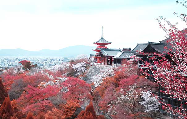 日本旅游赏樱花时间地点：京都清水寺樱花