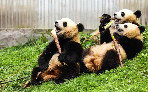 国庆旅游：大熊猫