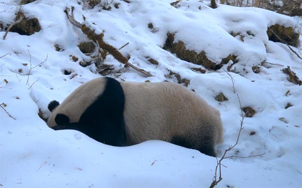 川西旅游：白马王朗国家级自然保护区大熊猫