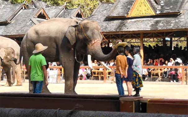 西双版纳旅游北线推荐：野象谷大象表演