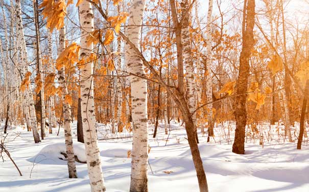 冬季漠河旅游景点推荐：白桦林雪景