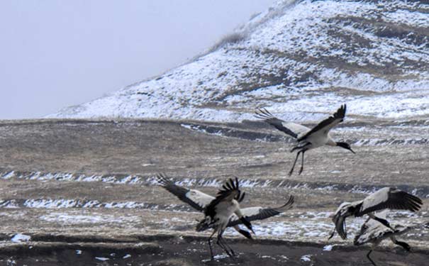 云南旅游：大山包雪中黑颈鹤