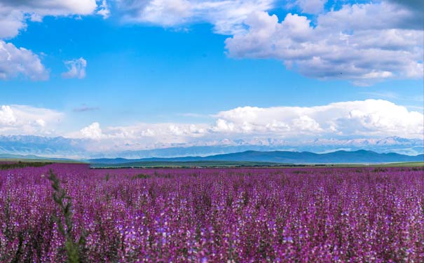 六月初夏国内旅游目的地推荐：新疆伊犁薰衣草庄园