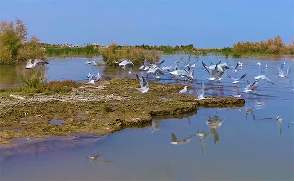 新疆旅游景点：博斯腾湖芦苇荡观鸟