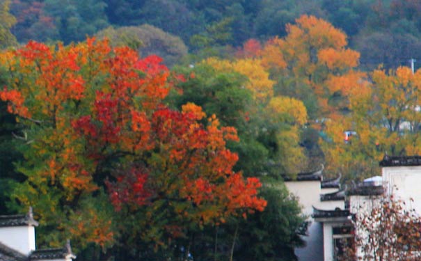 10月国内最佳旅游目的地推荐：塔川秋景