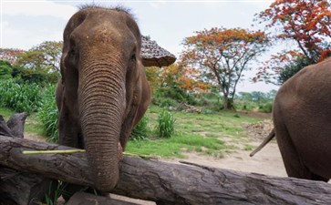 泰国清迈旅游：清迈大象训练营