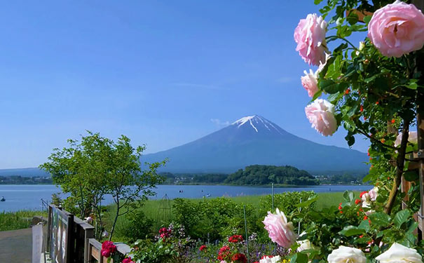 [暑期亲子]日本六天旅游[东京+京都+奈良+大阪+富士山]
