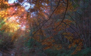 秋季旅游推荐去四川光雾山赏红叶