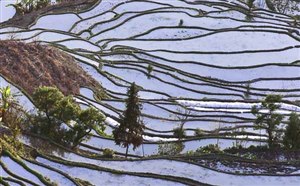 [云南旅游]红河元阳哈尼梯田门票\交通\特别提示\景点介绍