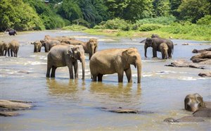 斯里兰卡平纳瓦拉“大象孤儿院”