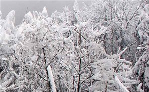 西岭雪山下雪了吗？西岭雪山门票价格、旅游攻略