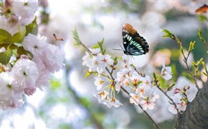 清明节踏青赏花旅游推荐 3月至4月国内踏春赏花好去处