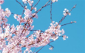 春季2-3-4月到云南旅游哪些地方可以赏花