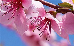 春季3月4月湖南常德桃花源桃花赏花旅游攻略