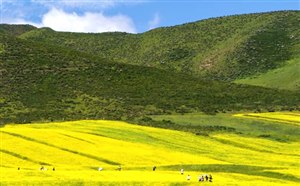 青海门源油菜花什么时候开 夏季门源油菜花节赏花攻略