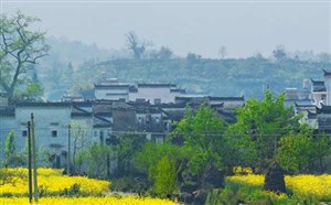 [江西旅游]婺源油菜花景区门票/开放时间/景区介绍/交通路线