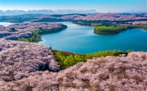 [贵州旅游]平坝万亩樱花园介绍/交通路线/门票价格/开放时间