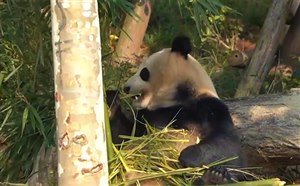 [四川旅游]成都熊猫基地景点介绍/交通指南/游览路线/门票价格