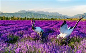 新疆伊犁草原选择困难症？新疆伊犁旅游，8大草原全测评