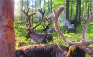 为什么选漠河避暑？7-8月漠河旅游现状