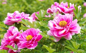 河南美景之“洛阳”