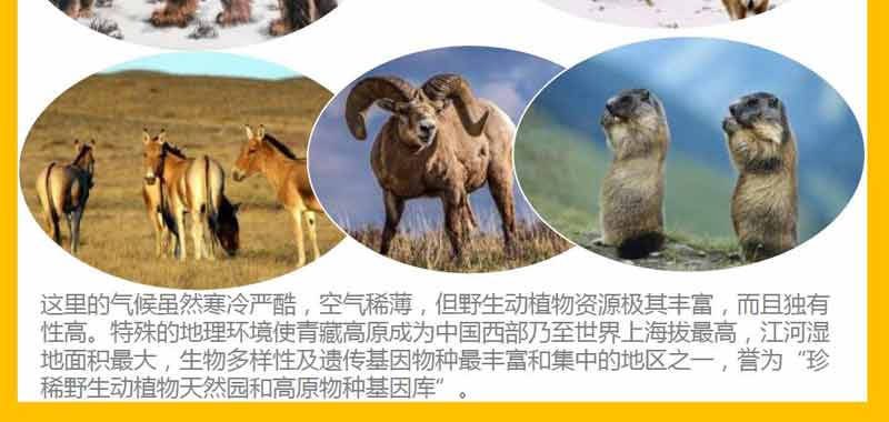 重庆自驾游_重庆自驾西藏旅游游览景点：高原动物3