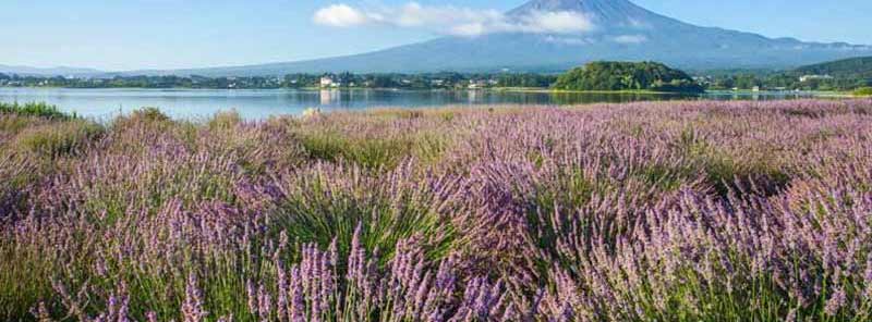 日本旅游线路特色3_河口湖薰衣草祭