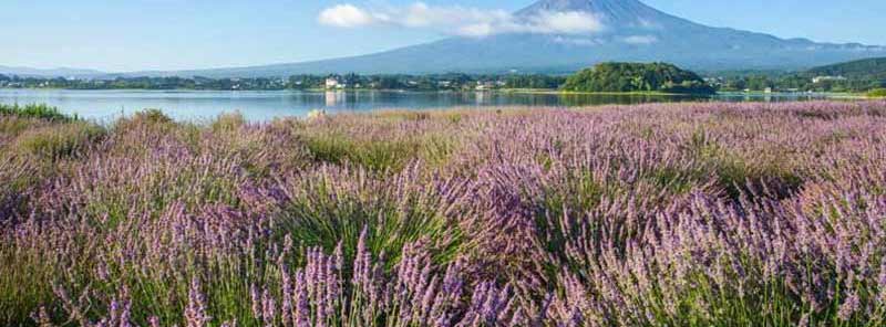 日本旅游线路特色3_河口湖薰衣草祭