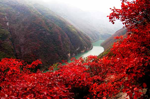 重庆三峡旅游-巫山神女溪景区红叶景色