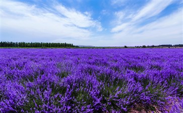 薰衣芳香园